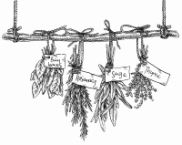 Hanging Herbs